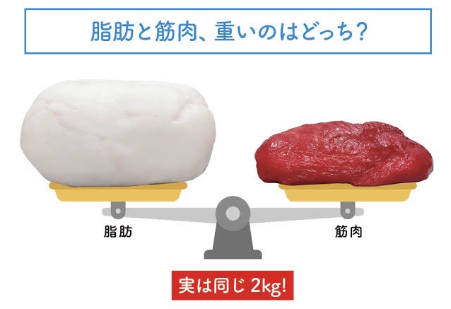 脂肪と筋肉の関係性とは？