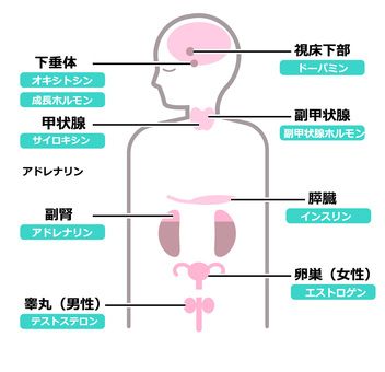 筋肉とホルモンの関係