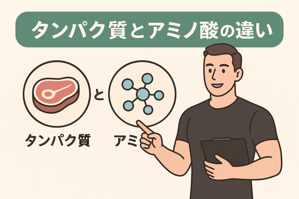 タンパク質とアミノ酸の違い